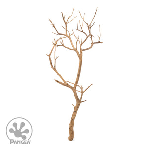Pangea Manzanita Branch shown on white background
