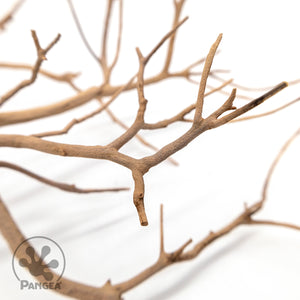 Pangea Manzanita Branch, detailed image of small branches in tight focus on a white background