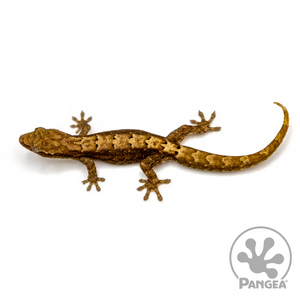 Mourning Gecko 'Type A' Lepidodactylus lugubris from aboxe