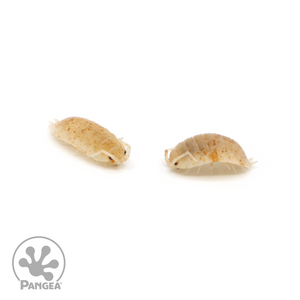 Porcellio scaber 'Orange Dalmatian' Isopods