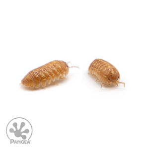 Armadillidium vulgare ‘Orange Vigor’ Isopods