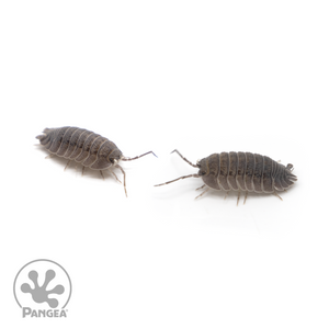 Armadillidium peraccae Isopods duo
