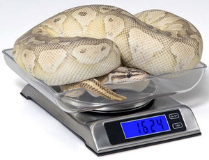 DS 6000 Digital Reptile Scale