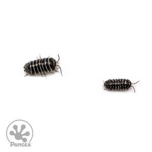 Armadillidium maculatum ‘Zebra’ Isopod duo