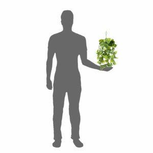 Pangea Plants - Green to Scale