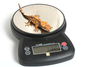 Digital Scale CJ 600