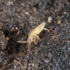 Single springtail on soil