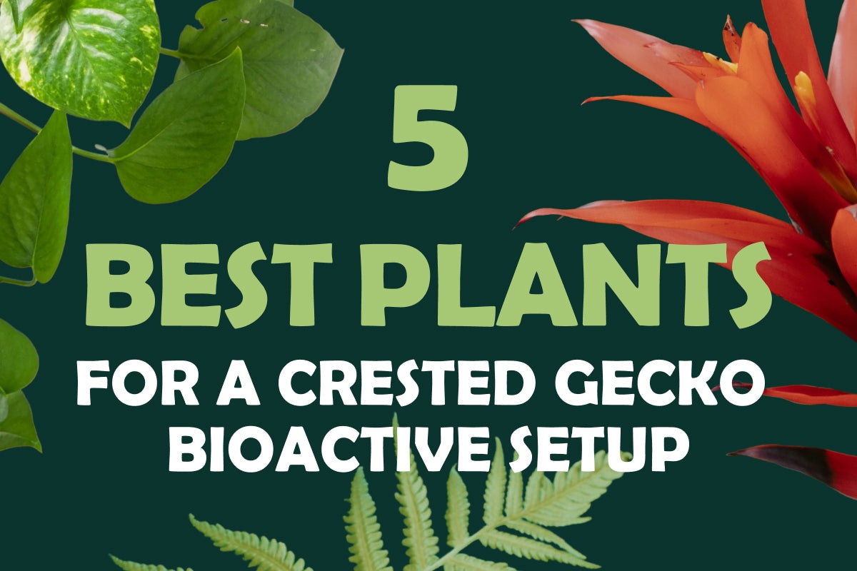 5 Best Plants for a Crested Gecko Bioactive Setup