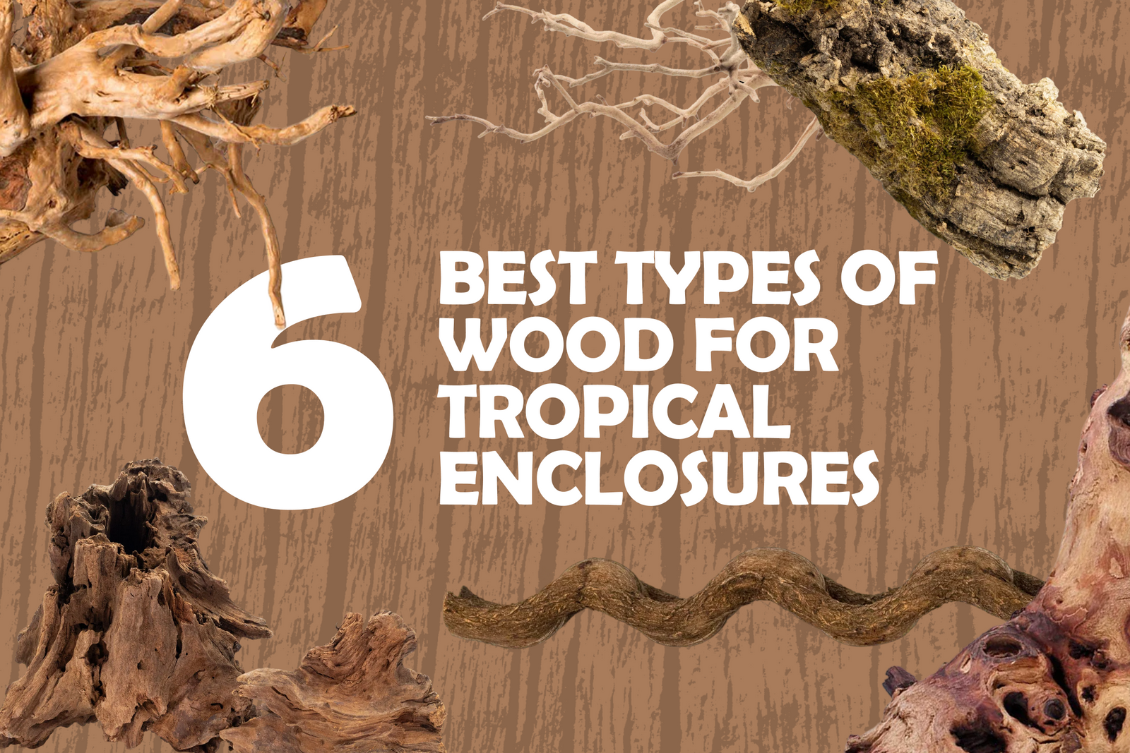 Here are the 6 Best Types of Wood for Tropical Enclosures