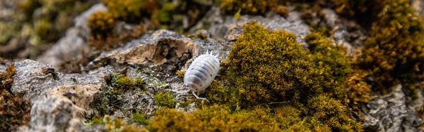 Considerations for Building a Bioactive Enclosure