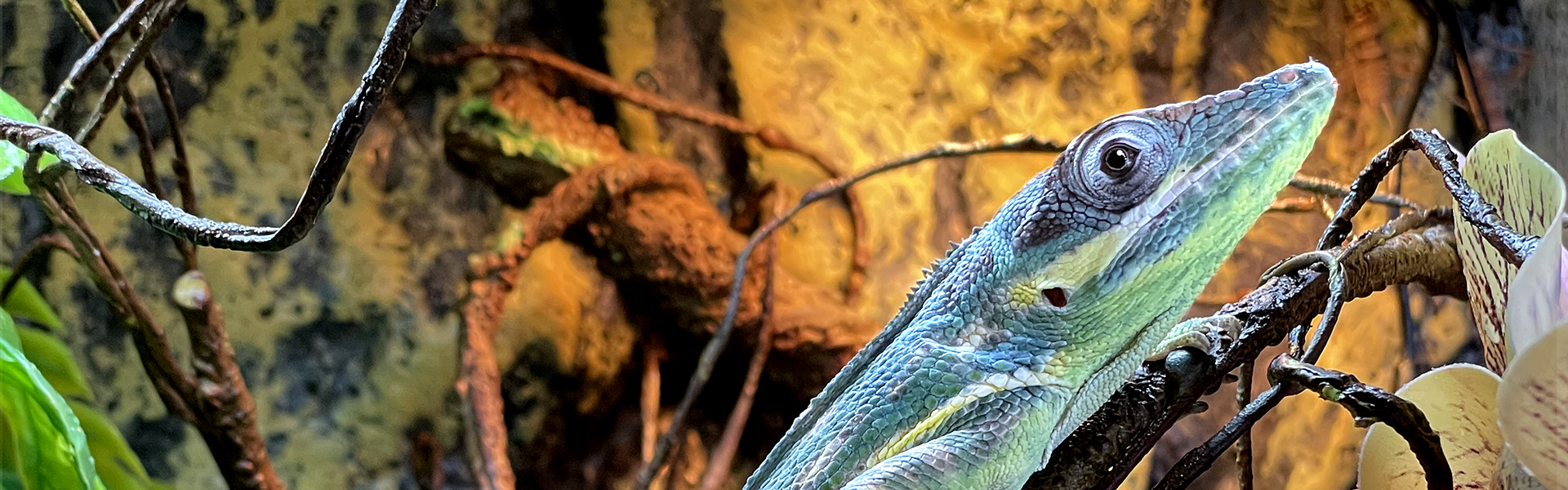 Giant Blue Beauty Anole Care Guide