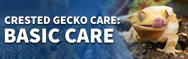 Basic Care for Crested Geckos