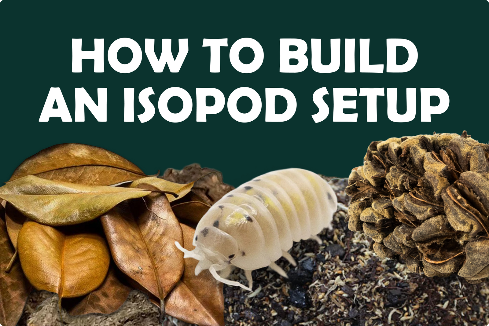 How to Build an Isopod Enclosure