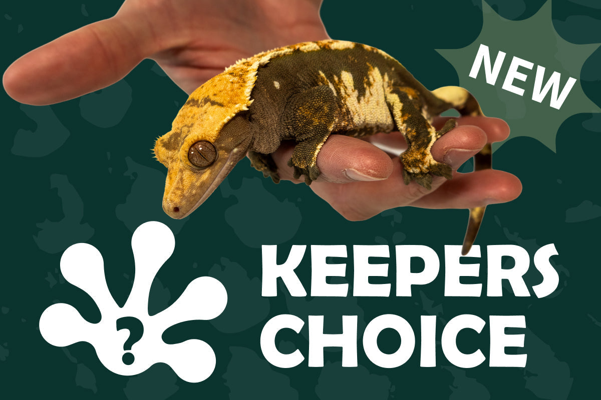 How we choose your Mystery Gecko Morph