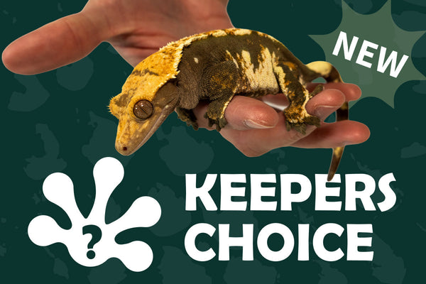 How we choose your Mystery Gecko Morph