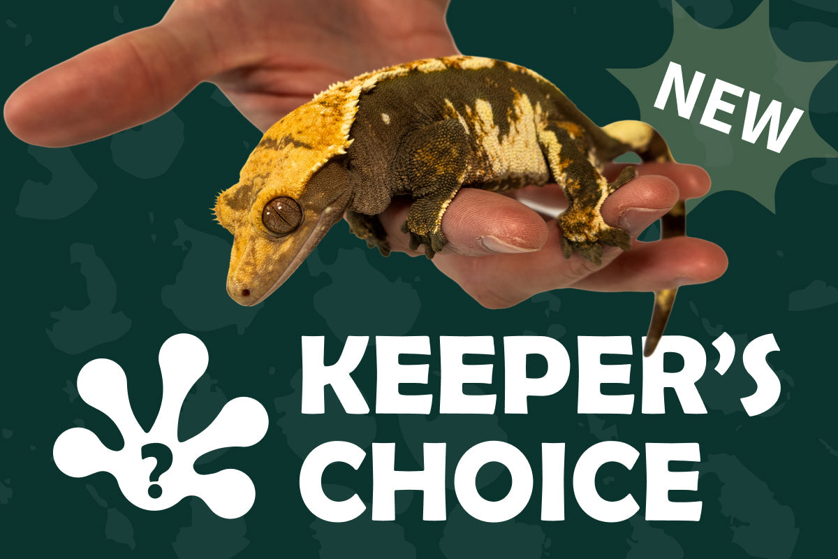 How we choose your Mystery Gecko Morph