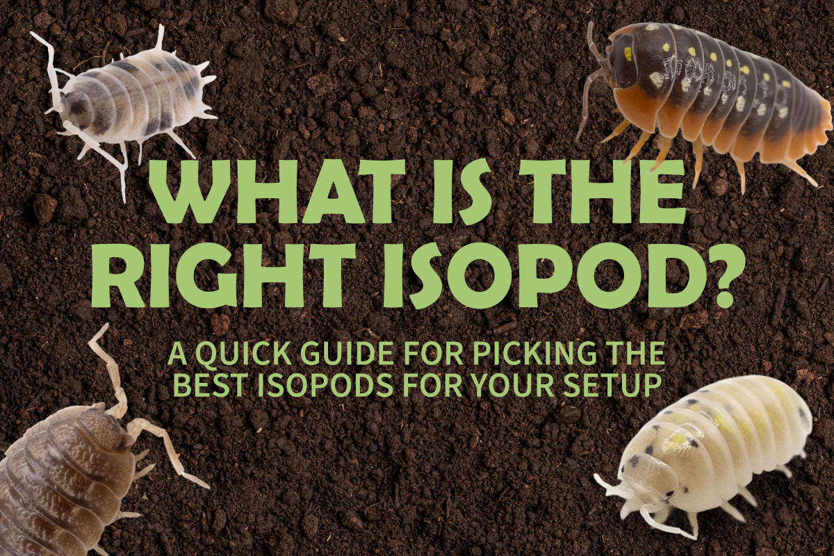 Choose Carefully: Picking the Right Isopods for Your Bioactive Setup