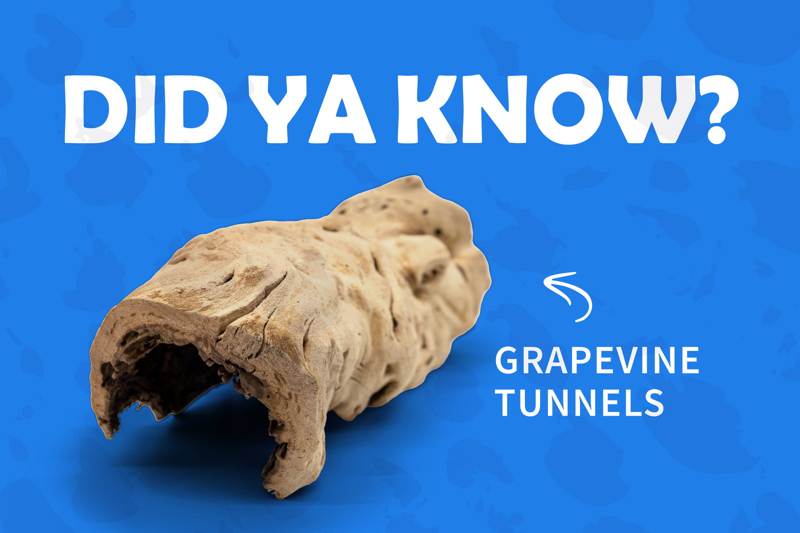 Did Ya Know? Grapevine Tunnels