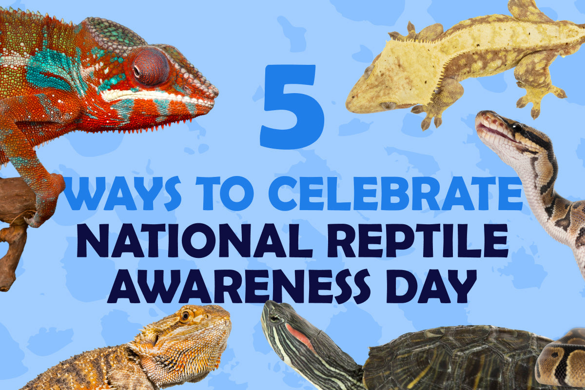 National Reptile Awareness Day: 5 Ways to Celebrate and Make a Difference