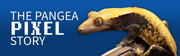 The Pangea Pixel Story