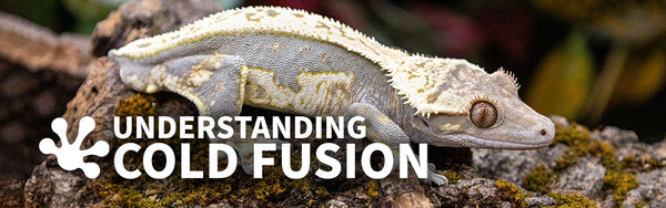 Understanding Cold Fusion: Lineage or Trait?