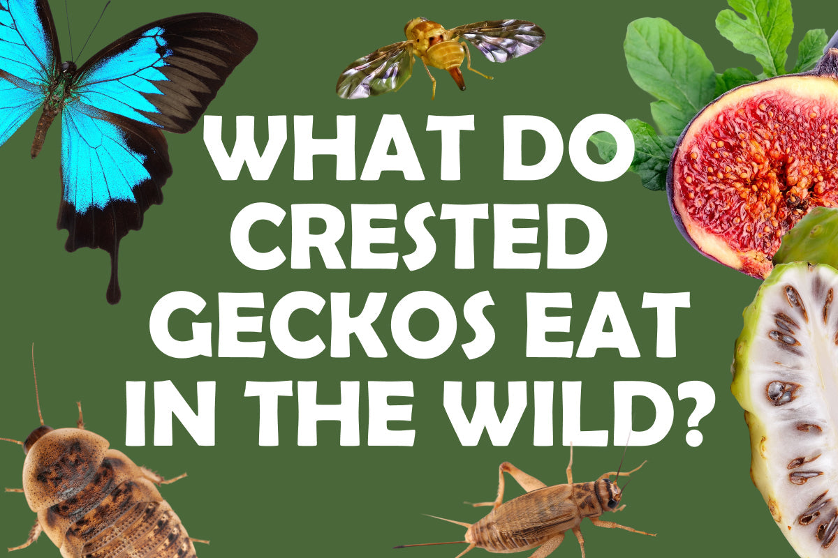 What Do Crested Geckos Eat in the Wild?