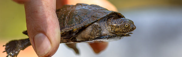 5 Great Conservation Organizations to Support