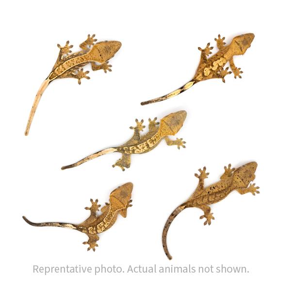 Reptile Deals