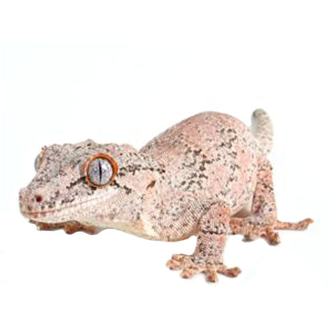 Gargoyle Geckos