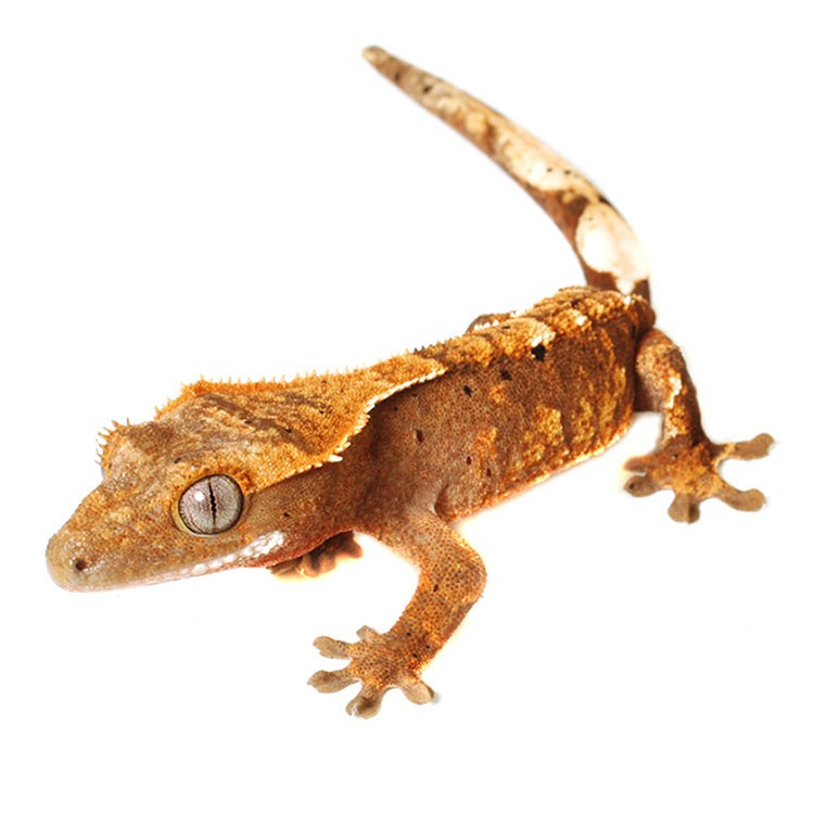 JUVENILE CRESTED GECKOS