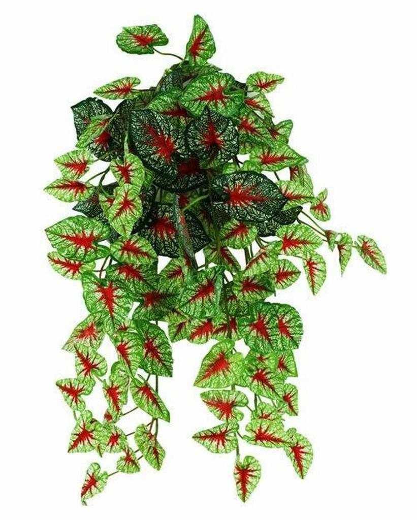 PLANTS & CACTI