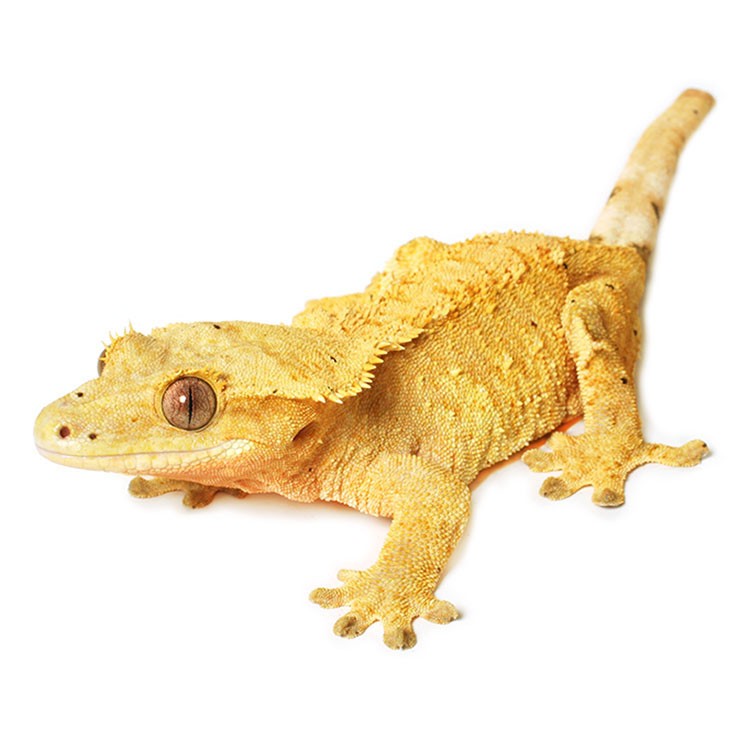 FEMALE CRESTED GECKOS