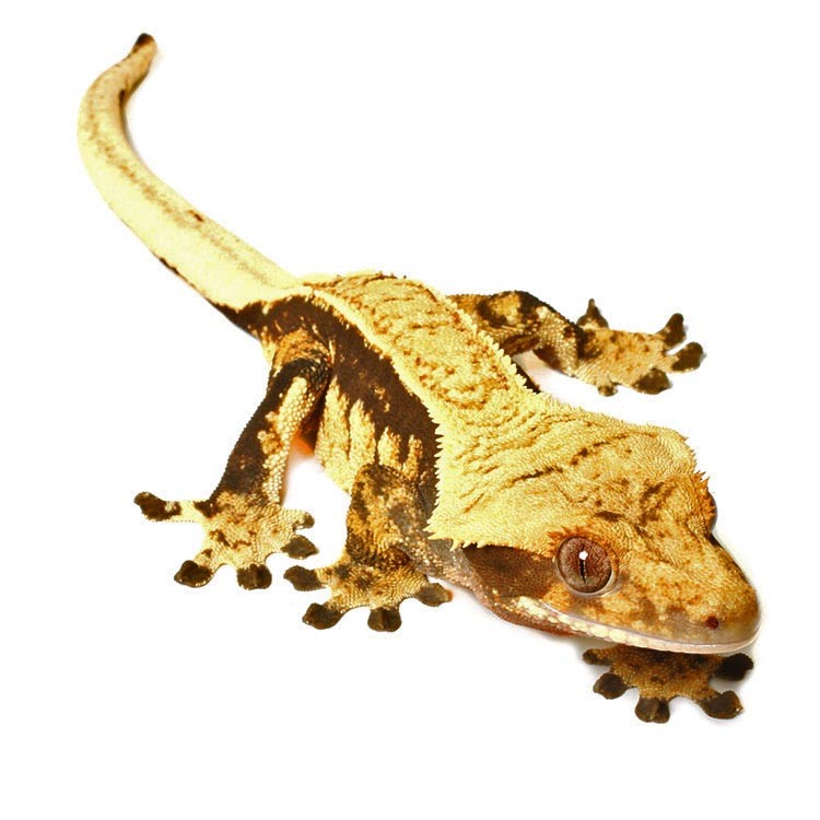 30% OFF - FLASH SALE GECKOS