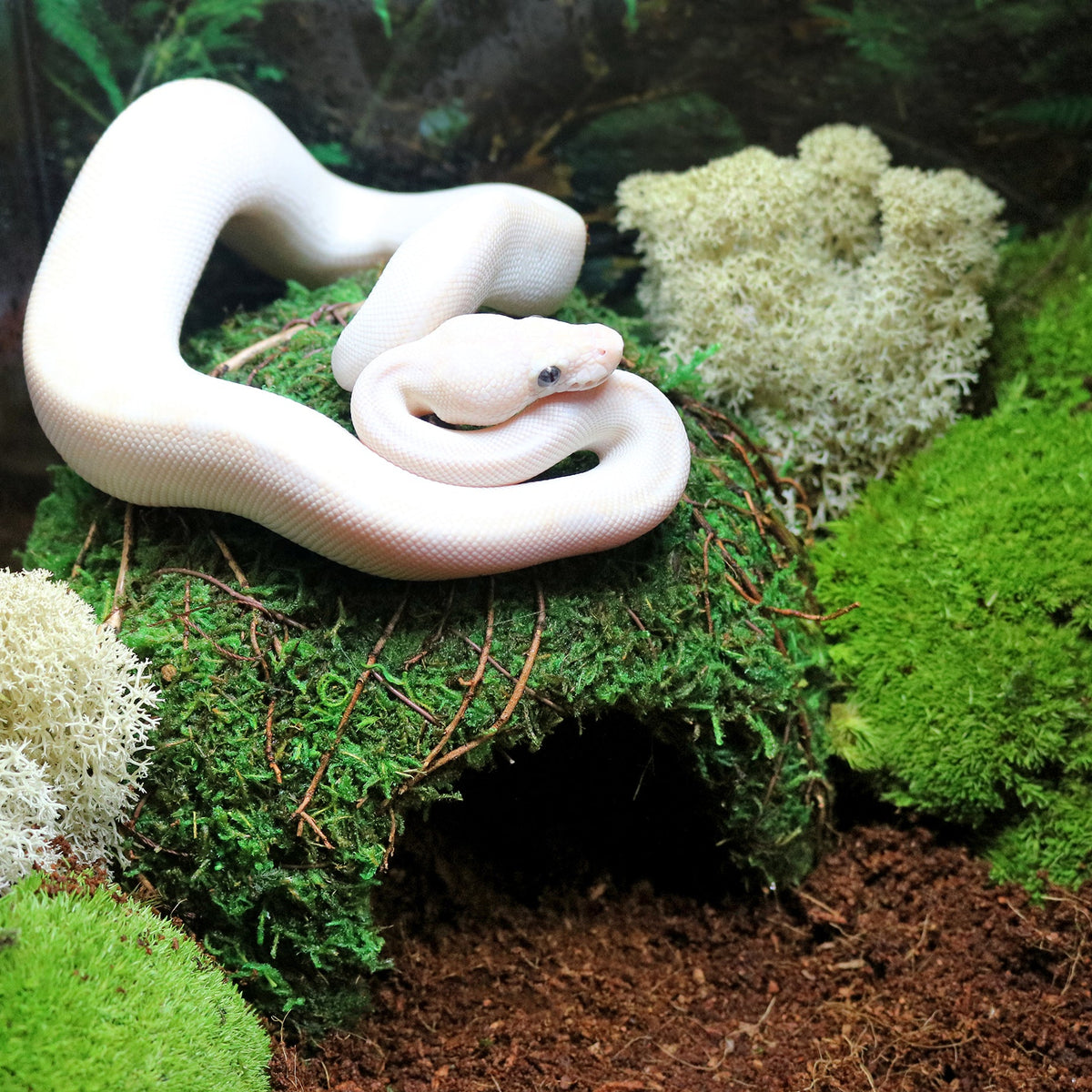 Galápagos Mossy Dome