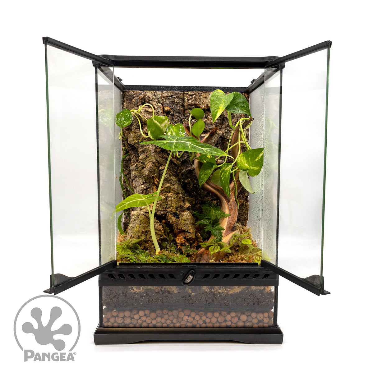 Pangea Cork Background in an enclosure with bioactive plants.