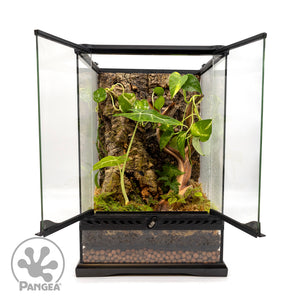 Pangea Cork Background in an enclosure with bioactive plants.