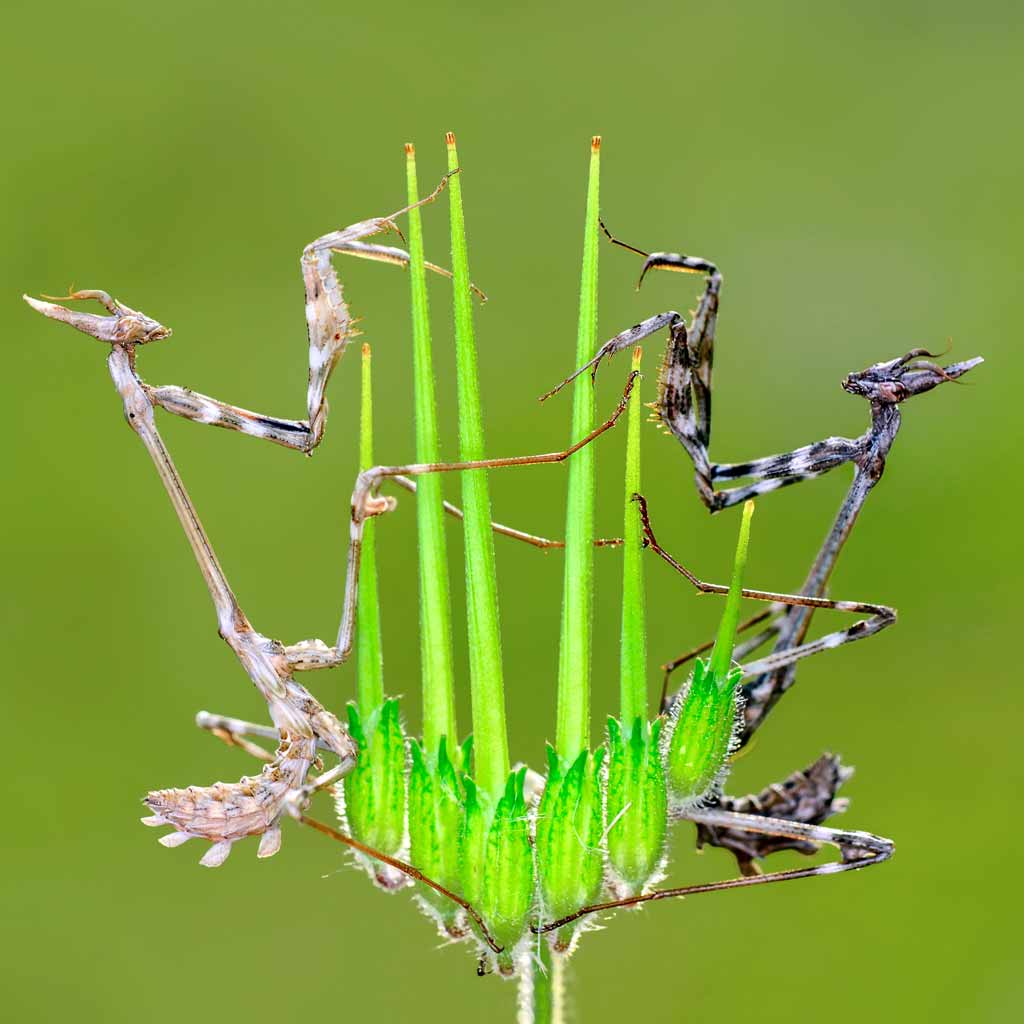 European Mantises