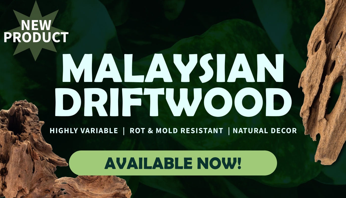 Promotional image for newly launched Malaysian Driftwood product from Pangea Reptile
