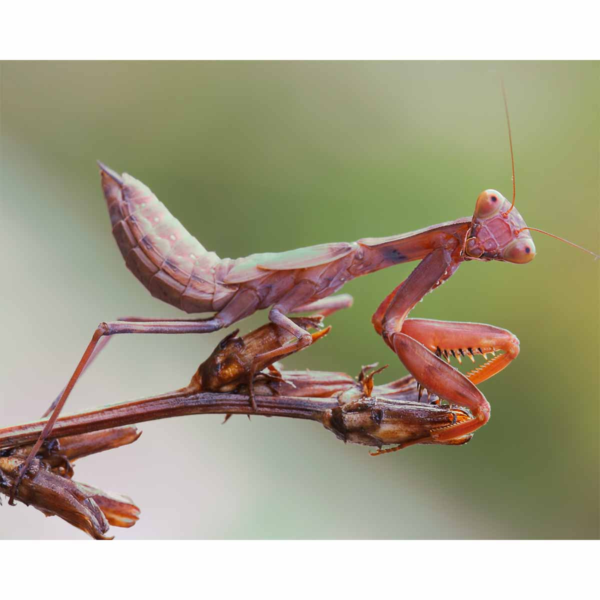 MANTIS CLOSE UP