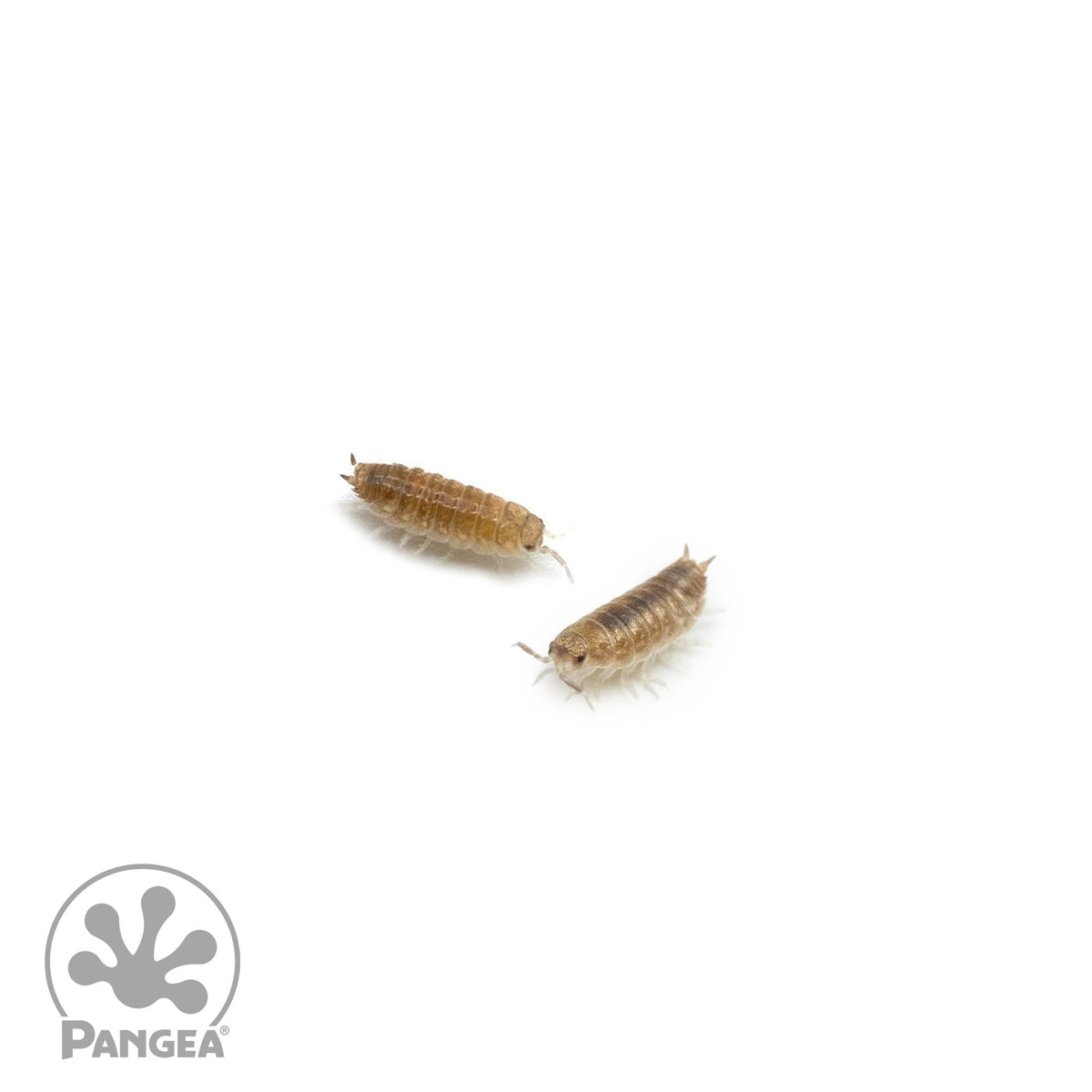 Niambia capensis 'African Cape' Isopods