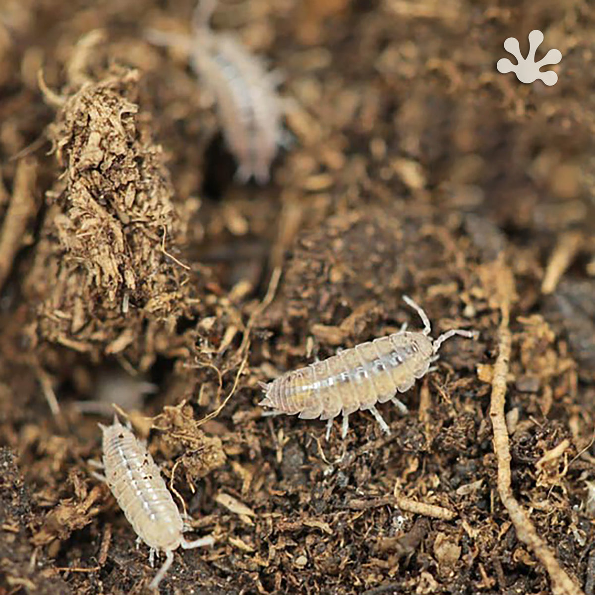 Niambia capensis 'African Cape' Isopods