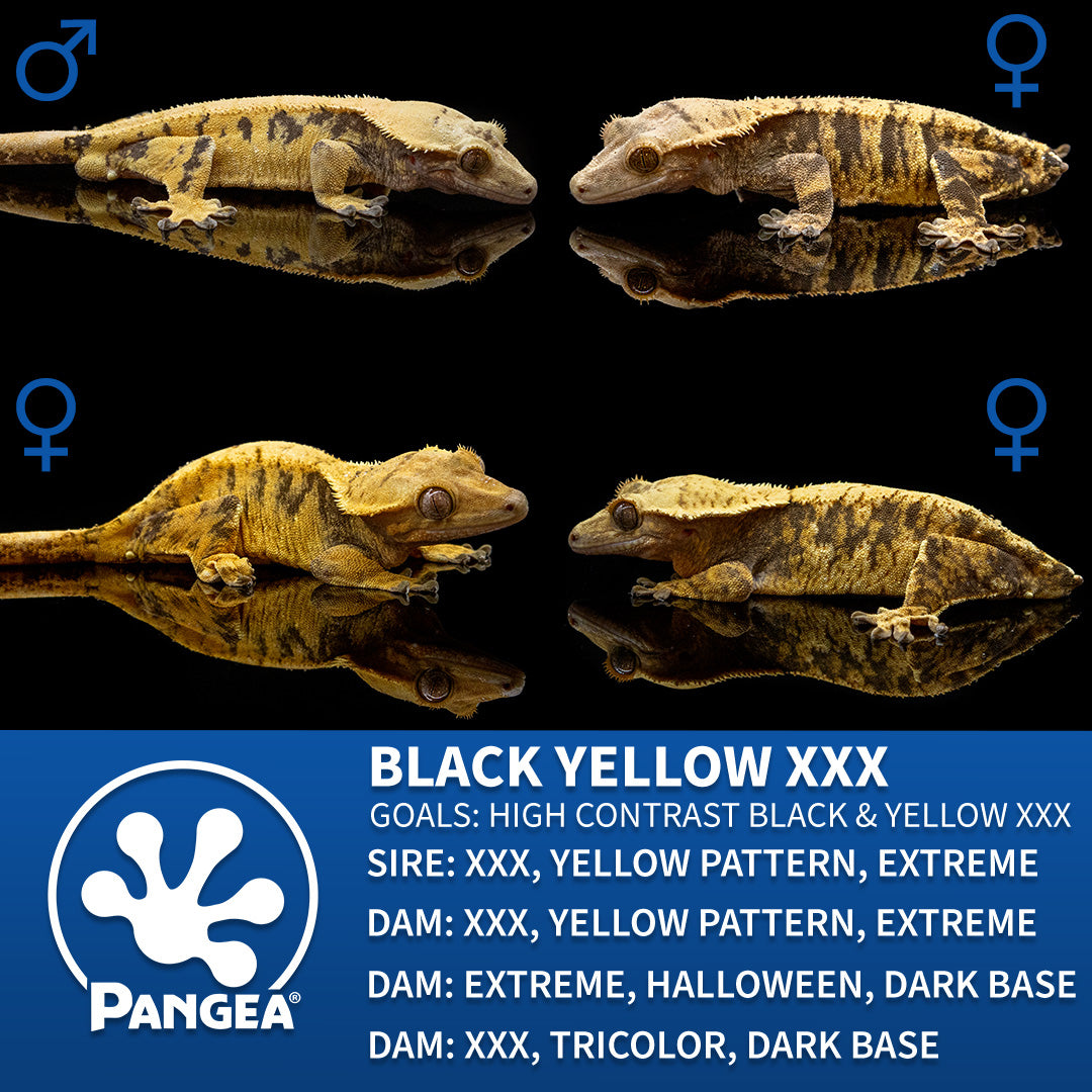 Cr-10079 breeder graphic