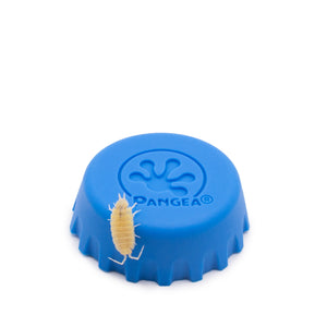 Porcellionides pruinosus 'White Out' Isopods