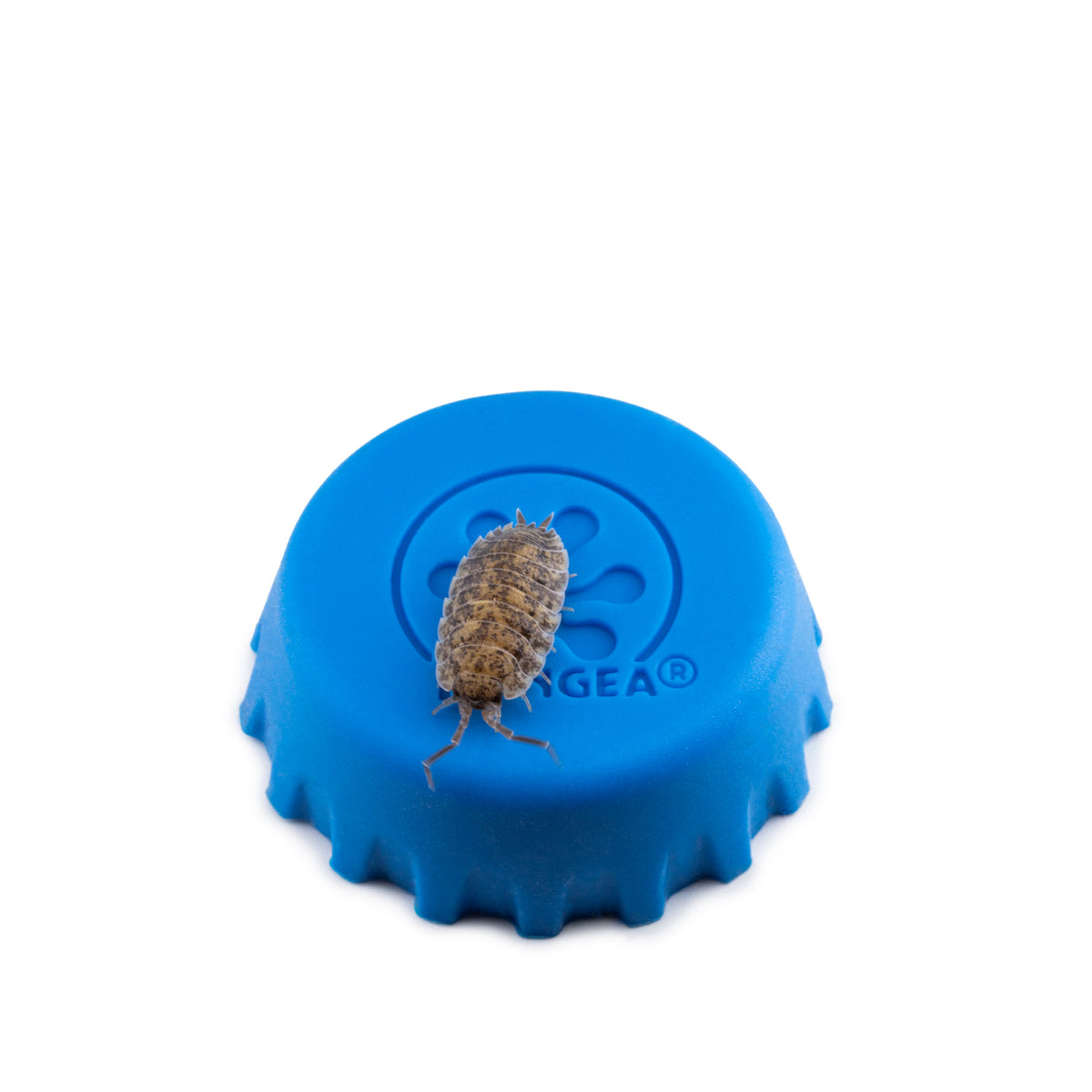 Porcellio scaber 'Calico' Isopods