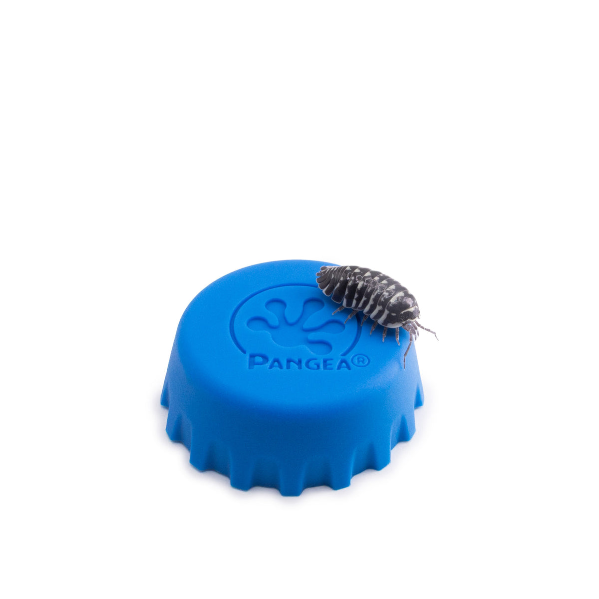 Armadillidium maculatum ‘Zebra’ Isopods