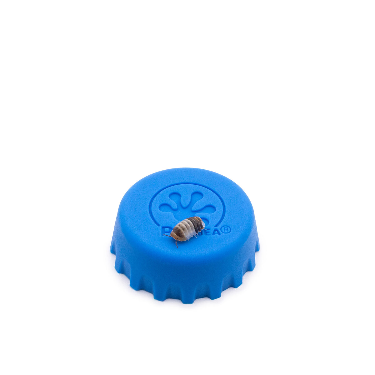 Cubaris sp.  ‘White Shark’ Isopods