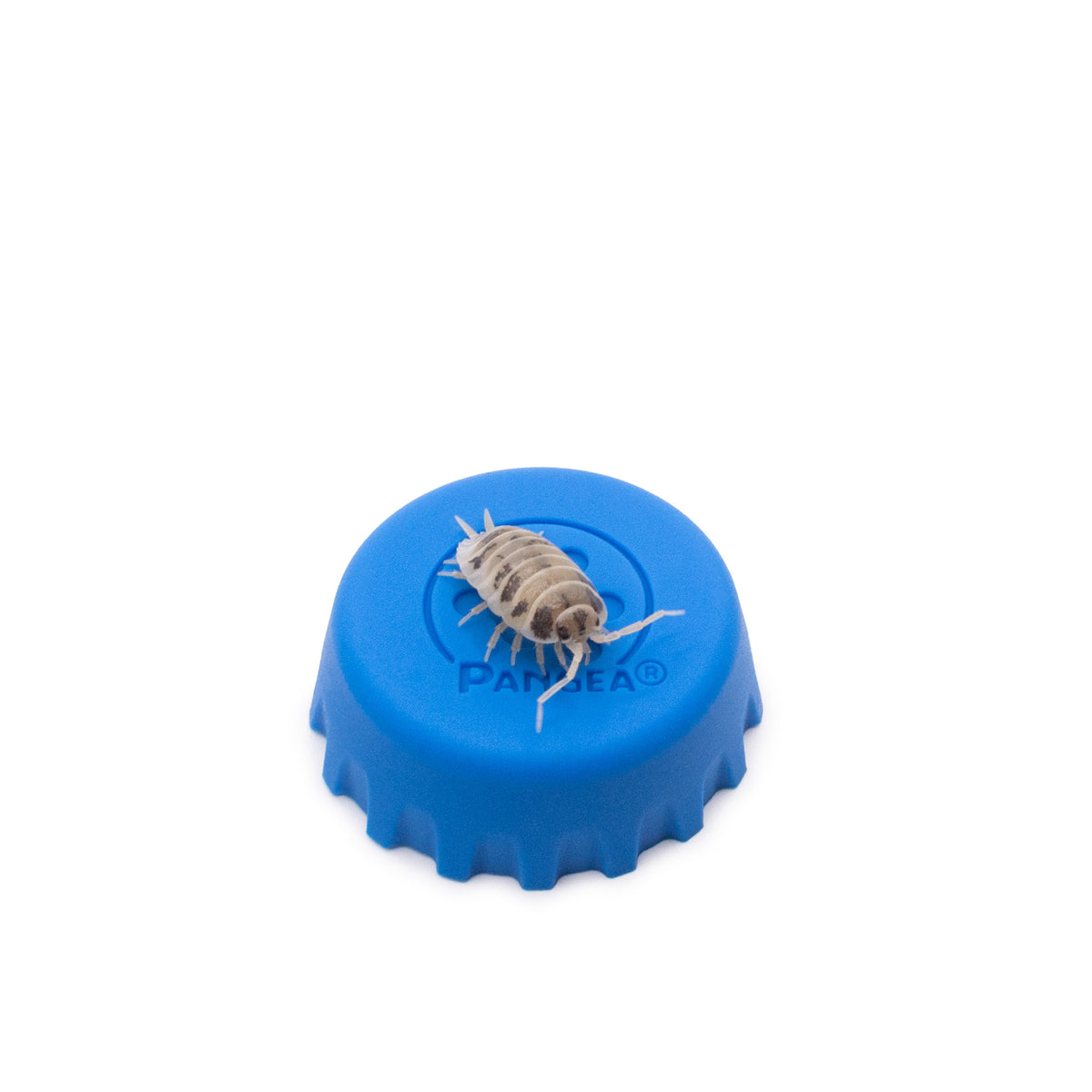 Porcellio laevis 'Dairy Cow' Isopods