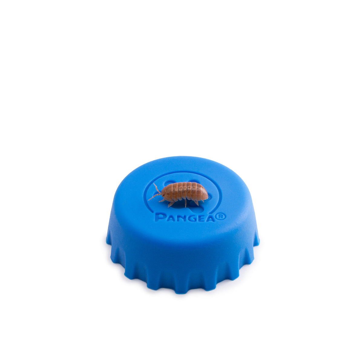 Armadillidium vulgare ‘Orange Vigor’ Isopods