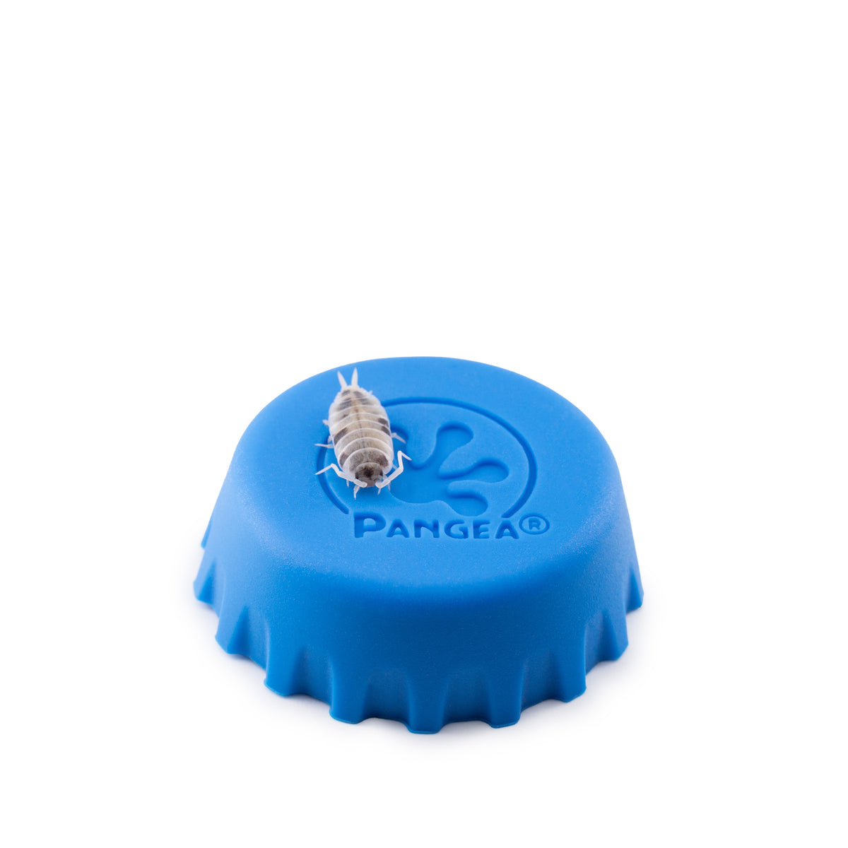 Porcellionides pruinosus 'Oreo Crumble' Isopods