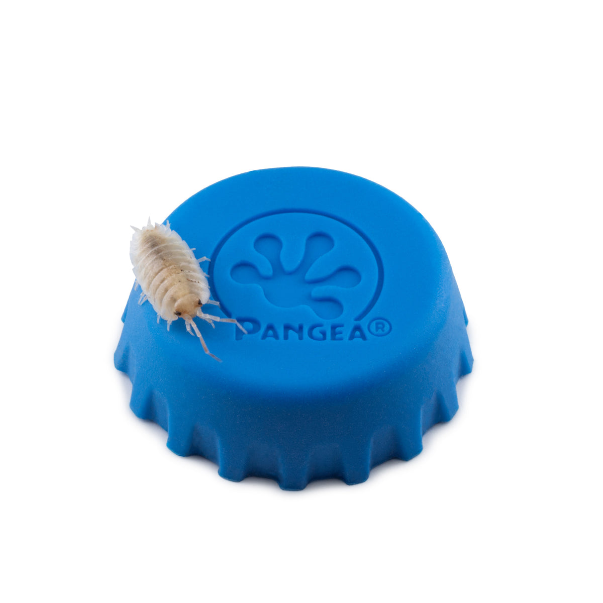 Porcellio laevis 'Marbled' Isopods